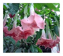 Brugmansia pink delight d'occasion  Livré partout en France