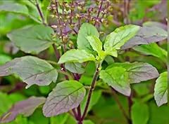 Live tulsi plant for sale  Delivered anywhere in USA 