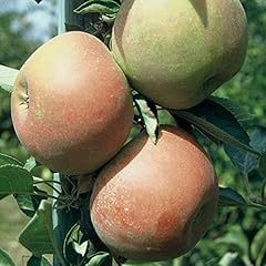 Apfelbaum holsteiner cox gebraucht kaufen  Wird an jeden Ort in Deutschland