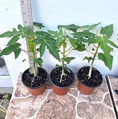 Hpgs live plant for sale  Delivered anywhere in USA 