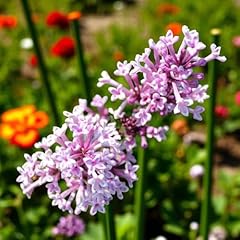 Syringa palibin dwarf for sale  Delivered anywhere in UK