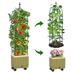 Mqjiazhi raised tomato for sale  Delivered anywhere in UK