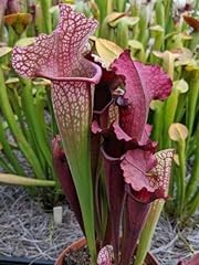 Live carnivorous pitcher for sale  Delivered anywhere in USA 