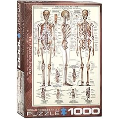 Eurographics skeletal system for sale  Delivered anywhere in USA 