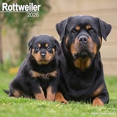 Rottweiler 2026 calendar for sale  Delivered anywhere in UK