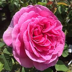 Gertrude jekyll 5.5lt for sale  Delivered anywhere in UK