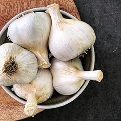 Elephant giant garlic for sale  Delivered anywhere in USA 