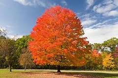 Sugar maple tree for sale  Delivered anywhere in USA 