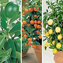 Citrus fruit tree for sale  Delivered anywhere in UK