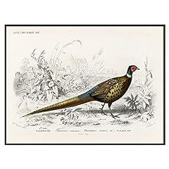 Pheasant print antique for sale  Delivered anywhere in USA 