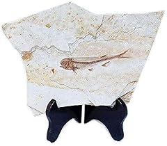 Pesce fossil real usato  Spedito ovunque in Italia 