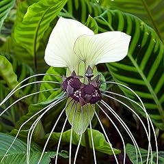 White bat lily for sale  Delivered anywhere in Ireland