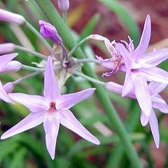 Plant seeds tulbaghia for sale  Delivered anywhere in Ireland