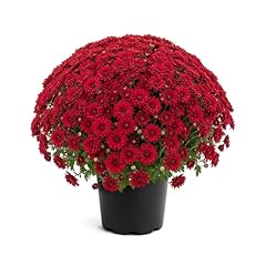 Live flowering hardy for sale  Delivered anywhere in USA 