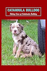 Catahoula bulldog taking for sale  Delivered anywhere in UK