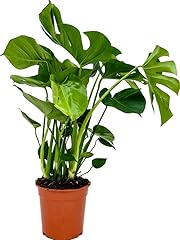 Cheese plant monstera for sale  Delivered anywhere in UK