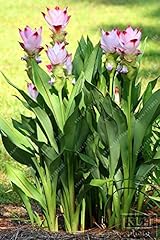 Sacchetto thailandia curcuma usato  Spedito ovunque in Italia 