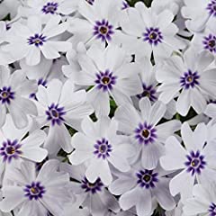 Hardy perennial phlox for sale  Delivered anywhere in UK