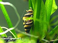 5 Live Assassin Snails (Clea helena - 1/2 to 1 Inch) for sale  Delivered anywhere in UK