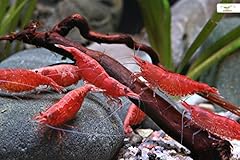 Garnelio red fire usato  Spedito ovunque in Italia 