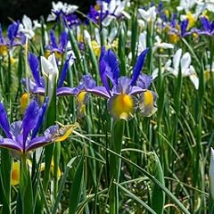 Dutch iris bulb for sale  Delivered anywhere in USA 