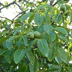 Walnut tree nut for sale  Delivered anywhere in UK