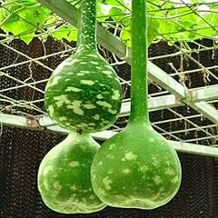 Kviter dipper gourd for sale  Delivered anywhere in USA 
