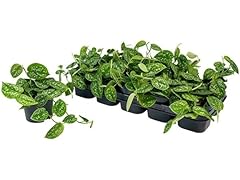 Scindapsus pictus argyraeus gebraucht kaufen  Wird an jeden Ort in Deutschland