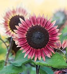 Helianthus annus sunflower for sale  Delivered anywhere in UK