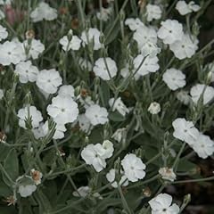 Lychnis coronaria alba for sale  Delivered anywhere in UK
