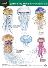 Jellyfish allies british for sale  Delivered anywhere in UK