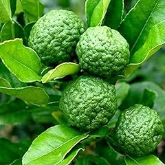 Mitraee kaffir lime for sale  Delivered anywhere in USA 