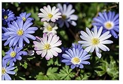 20x anemone blanda for sale  Delivered anywhere in UK