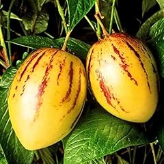 Pepino nr.5 semi usato  Spedito ovunque in Italia 