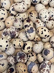 Large fertile hatching for sale  Delivered anywhere in USA 