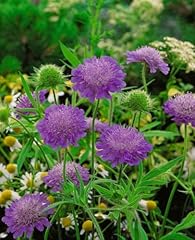 Knautia macedonica melton gebraucht kaufen  Wird an jeden Ort in Deutschland