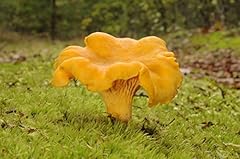 Cantharellus cibarius micelio usato  Spedito ovunque in Italia 