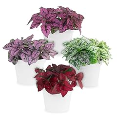Polka dot plant for sale  Delivered anywhere in USA 