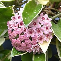 Hoya carnosa krimson usato  Spedito ovunque in Italia 