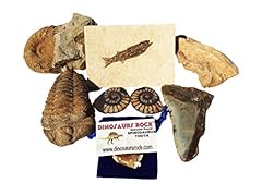 Fossil collection gift for sale  Delivered anywhere in USA 