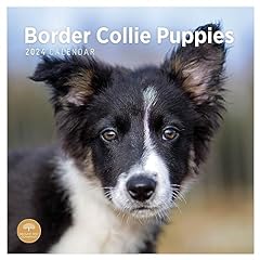 2024 border collie for sale  Delivered anywhere in Ireland