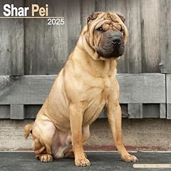 Shar pei calendar for sale  Delivered anywhere in USA 