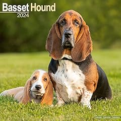 Basset hound bassets gebraucht kaufen  Wird an jeden Ort in Deutschland