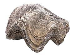 Huitre préhistorique fossilis d'occasion  Livré partout en France