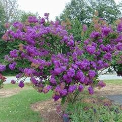 Velmas royal delight for sale  Delivered anywhere in USA 
