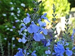 Pack salvia azurea gebraucht kaufen  Wird an jeden Ort in Deutschland