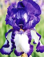 Iris germanica stepping for sale  Delivered anywhere in UK