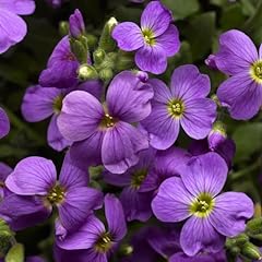 Perfect plants aubrieta for sale  Delivered anywhere in Ireland