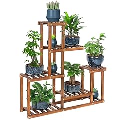 Coogou wood plant for sale  Delivered anywhere in USA 