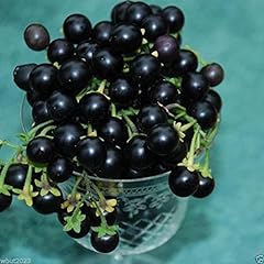 Wonderberry der sunberry gebraucht kaufen  Wird an jeden Ort in Deutschland